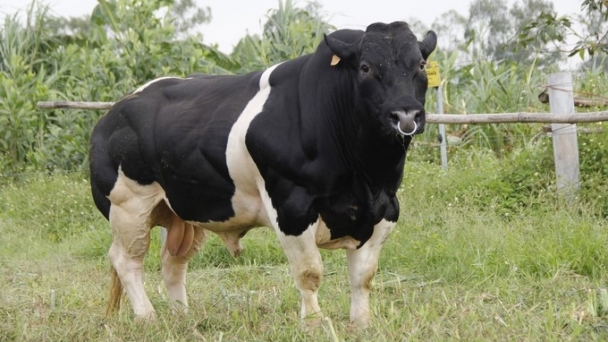 Pioneer in mastering technology, elevating Vietnamese cows